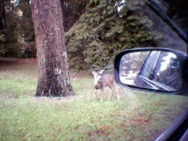 Deer in the&nbsp;headlights