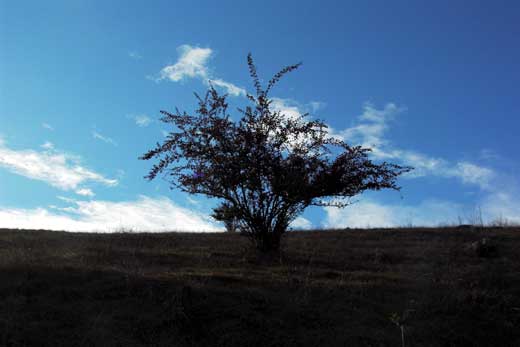 Some sort of berry tree on a&nbsp;hill.