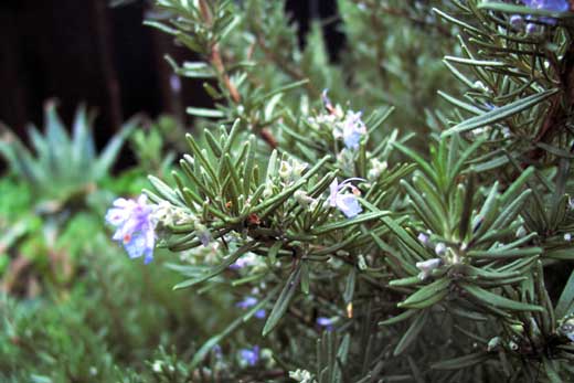 rosemary