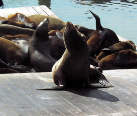 Seals in SF