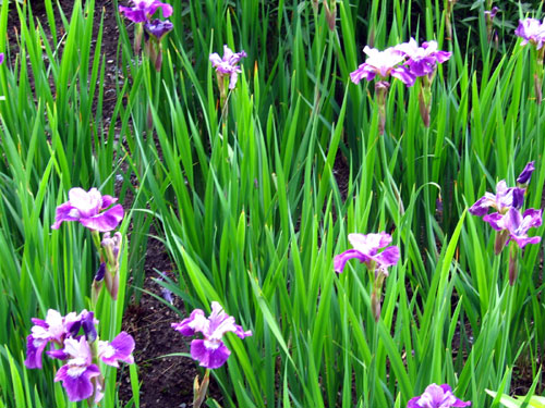 Irises