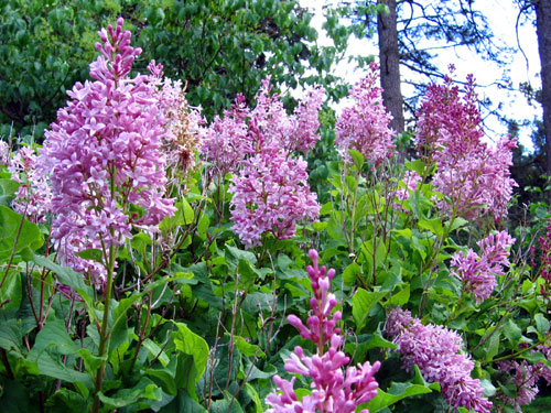 Lilacs