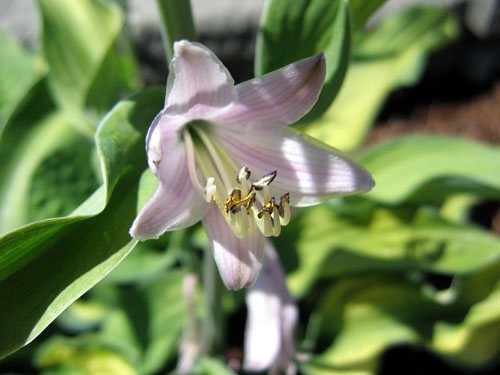 Hosta Bloom