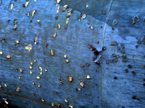 325391615_83459ffbcb_o