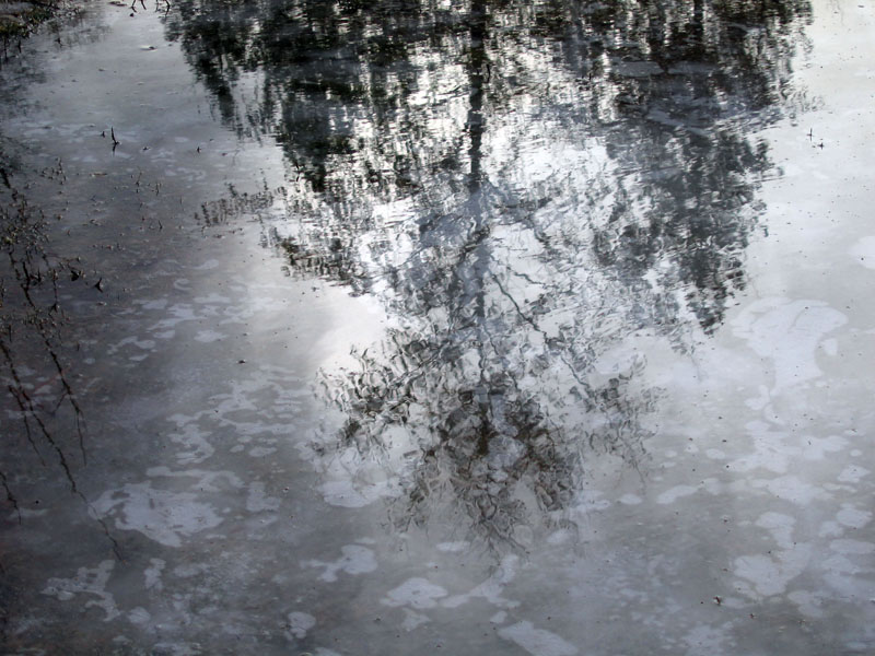 Reflection of a tree