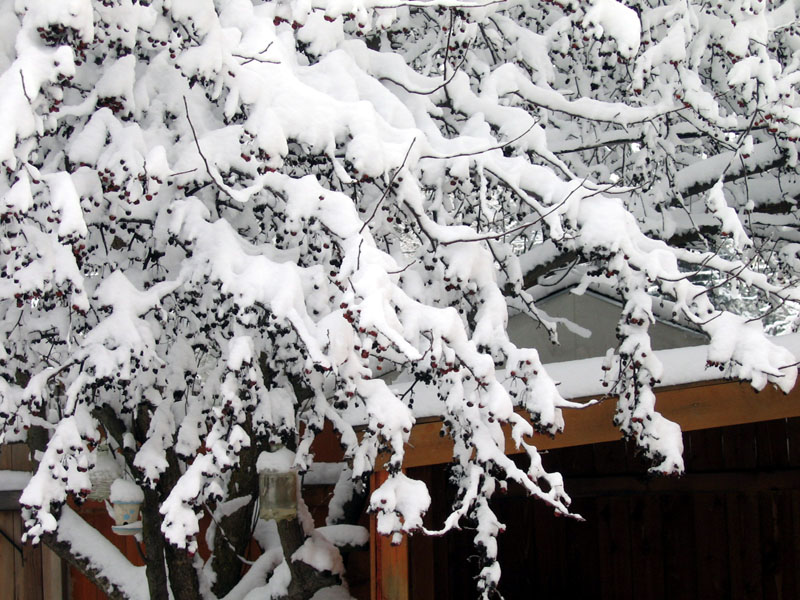 The tree in my&nbsp;backyard