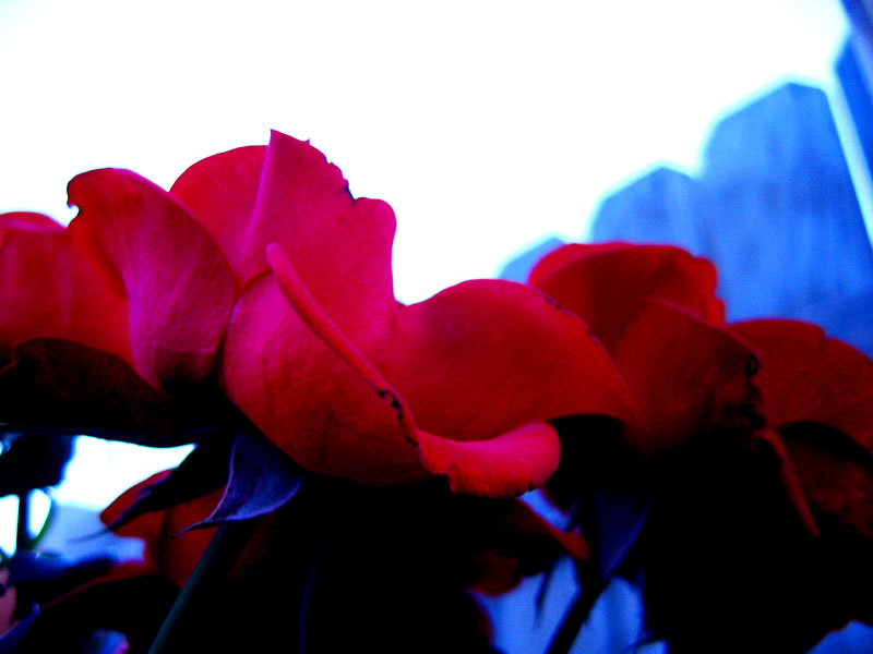 The rosebush in my&nbsp;backyard.