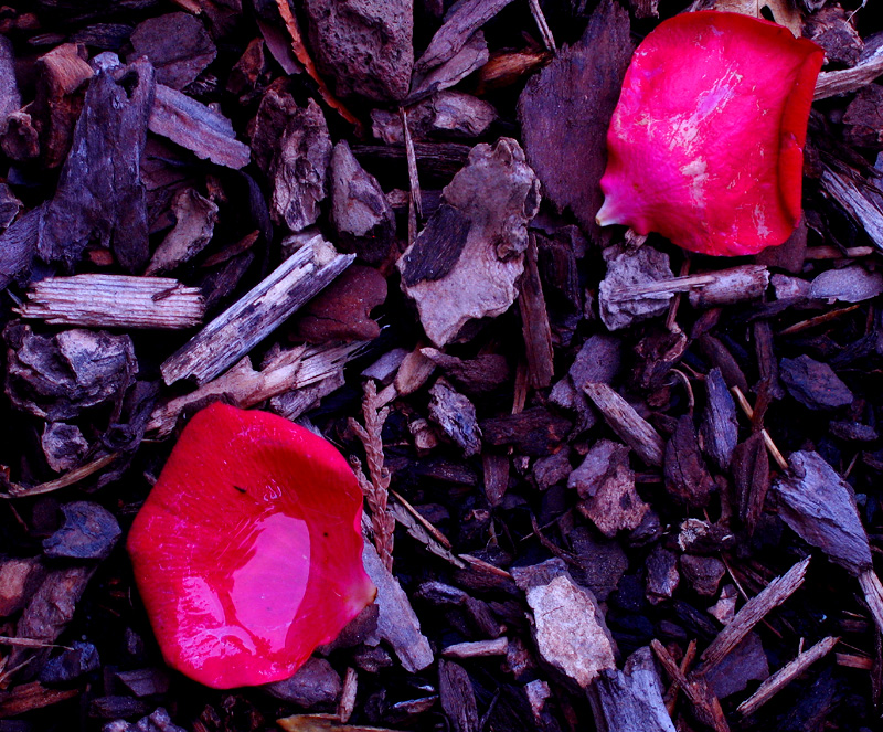 Rose petals and&nbsp;bark