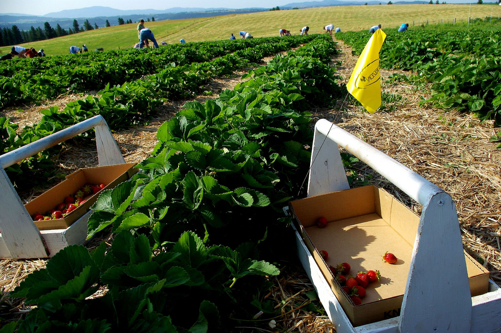 Strawberry Picking