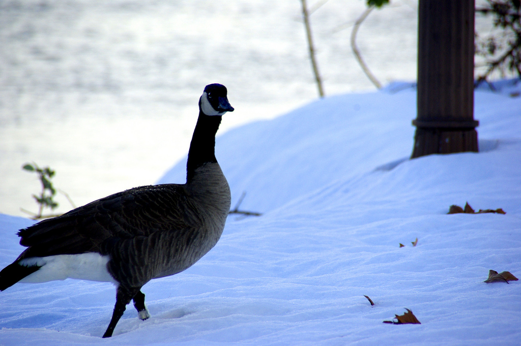 A Canadian Goose