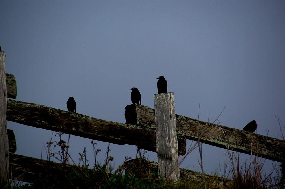 Crows on a Fence