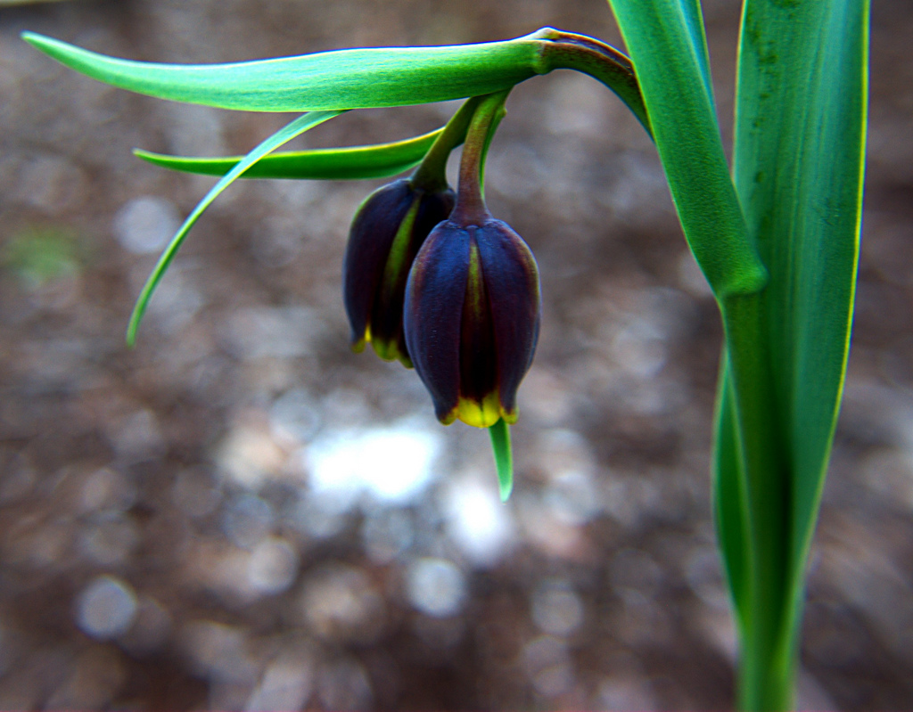 A flower I don’t know the name&nbsp;of