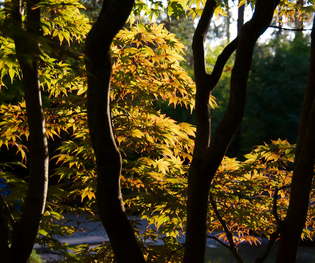 Photography Friday: Japanese Maple