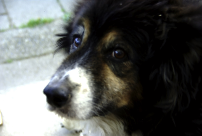 Rest in peace, little guy.