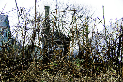 Photography Friday: Weeds