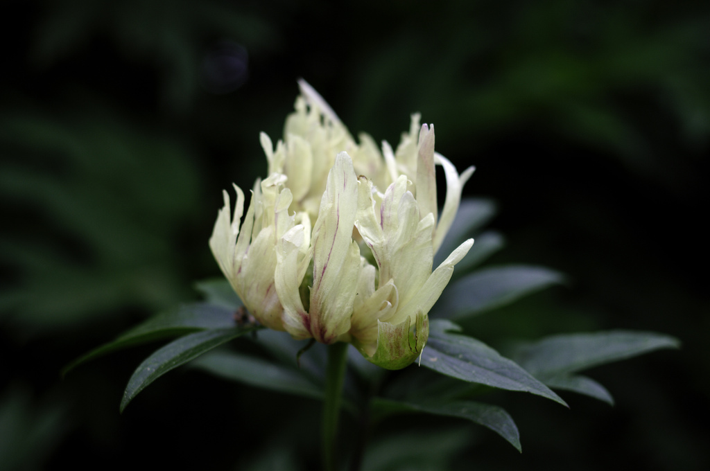 Photography Friday: Chinese&nbsp;Gardens