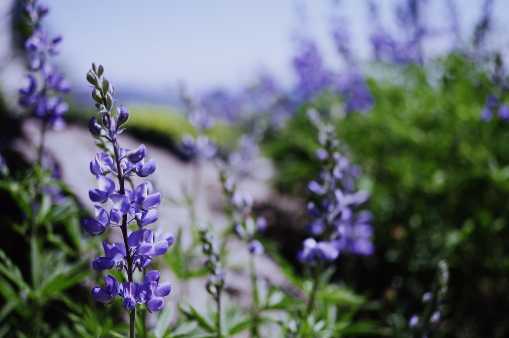 Summer 2011 Playlist