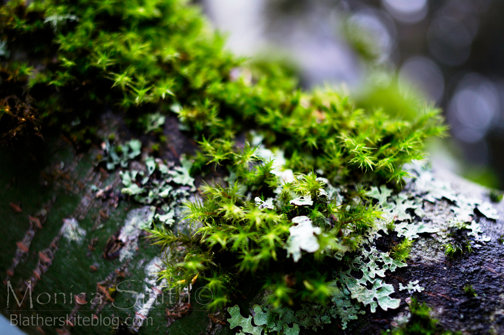 Mossy tree in my&nbsp;backyard