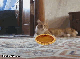 No! My Pie!