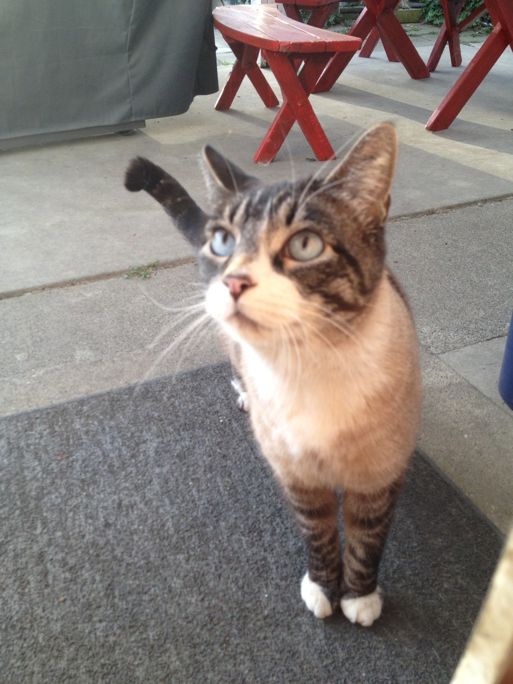 The white-booted cat watches from the other side of my sliding glass&nbsp;door.