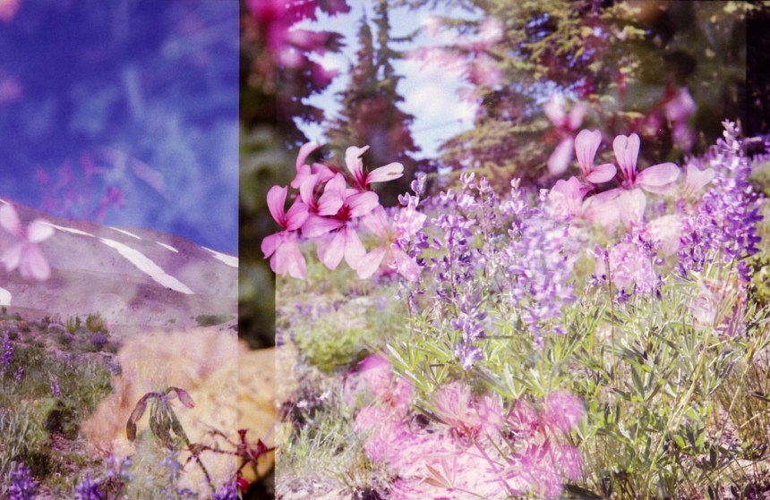 flowers mingle across the Atlantic