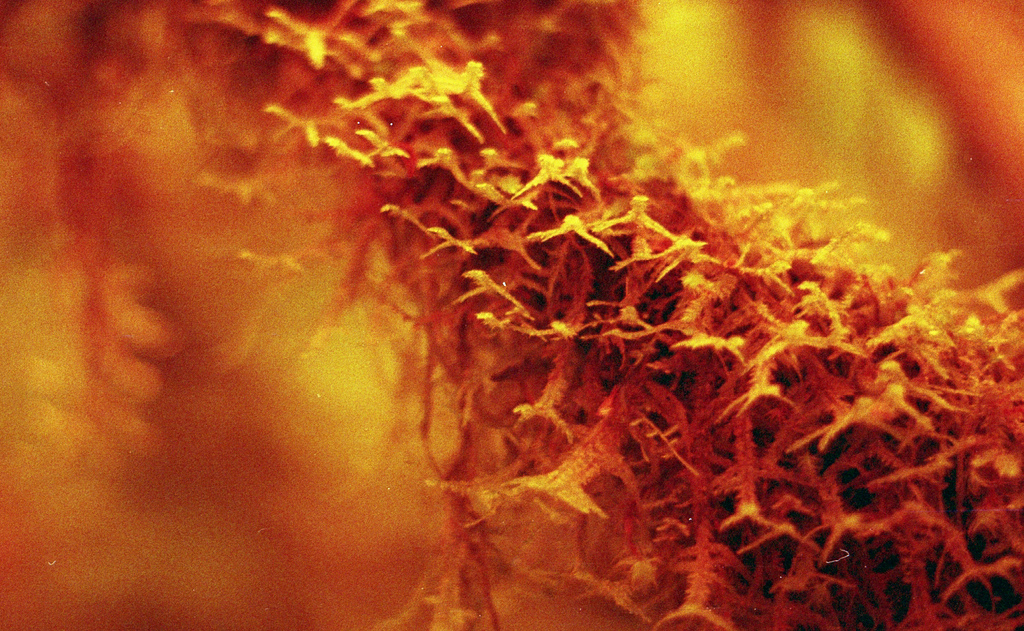 red moss