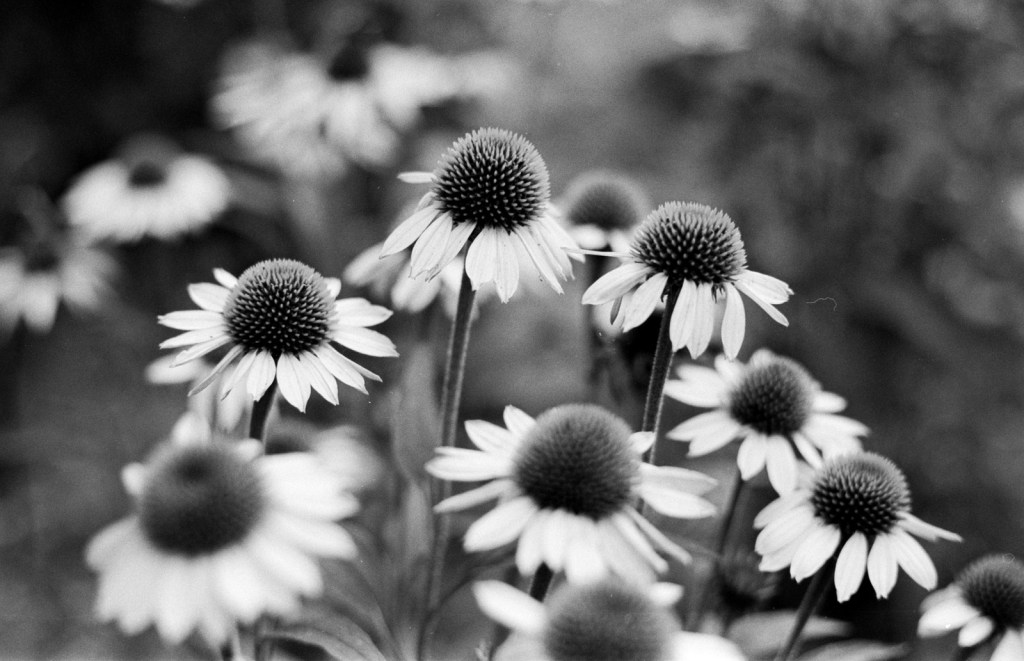 If I can do it you can too – how I develop B&W film at home.