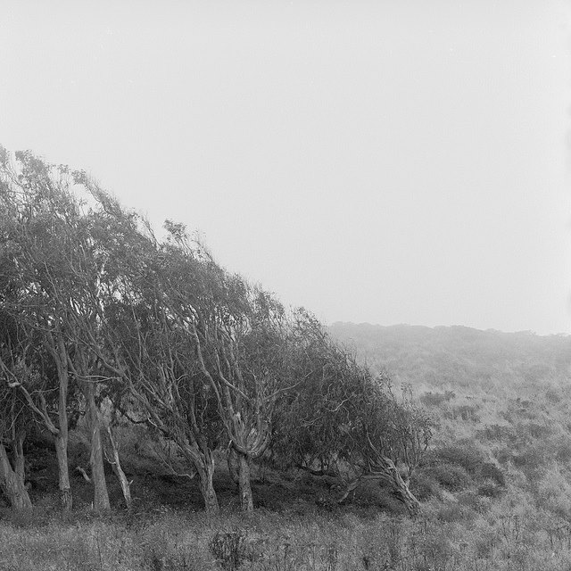 David Bivins Point Reyes California