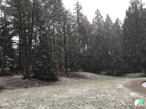 Snow falling in the park 