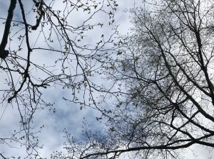 4/20: finally seeing tiny leaves