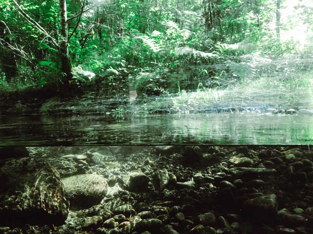 A walk in the Wildwood