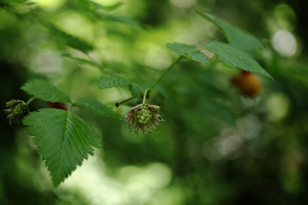 Eating Raspberries On A Summer&nbsp;Day.